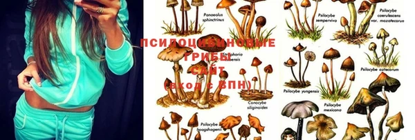 спайс Алзамай