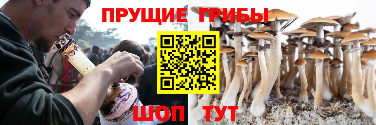 Галлюциногенные грибы Psilocybine cubensis  Вход с VPN  Осинники 